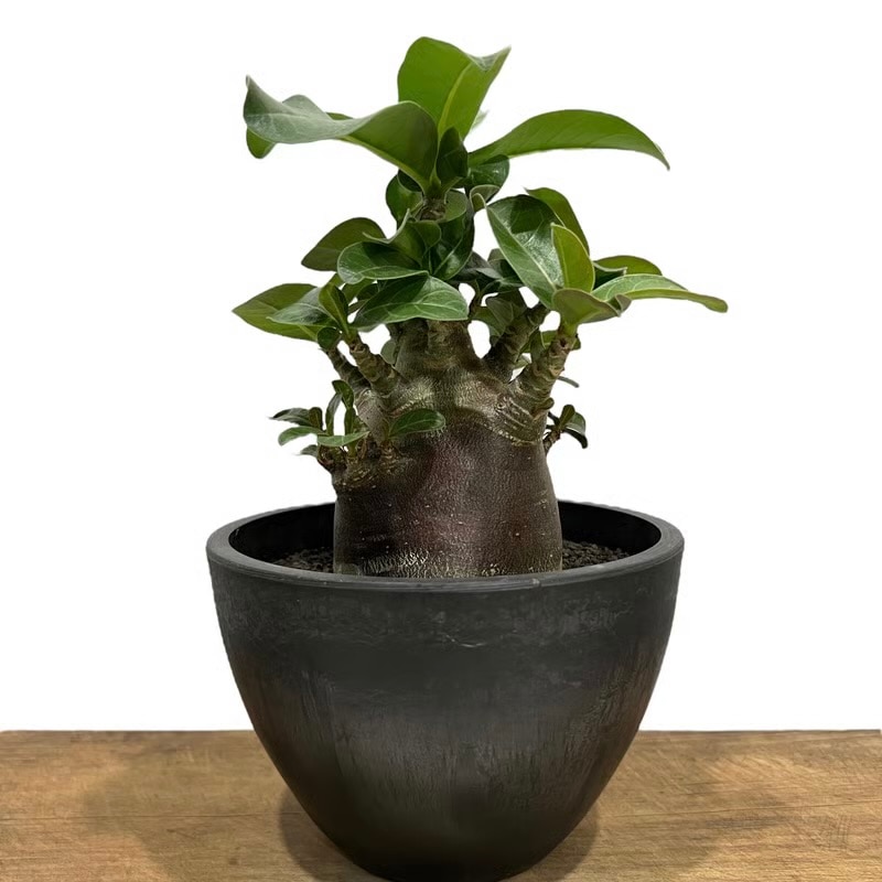 アデニウム アラビカム スーパー ドワーフ “ブラック” Adenium