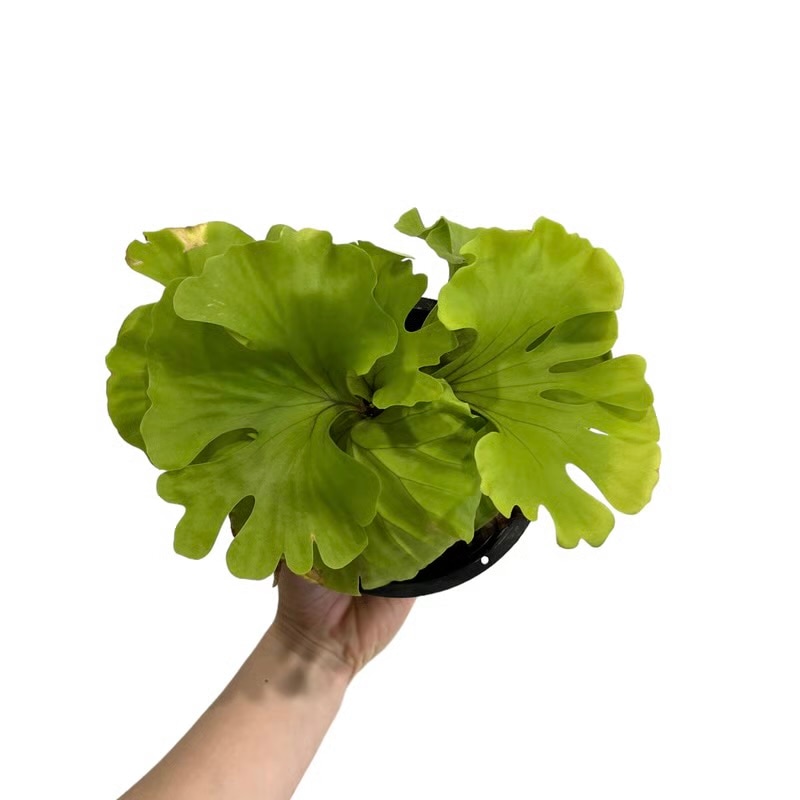 ビカクシダ リドレイ ワイドリーフ Platycerium ridleyi wide leaf