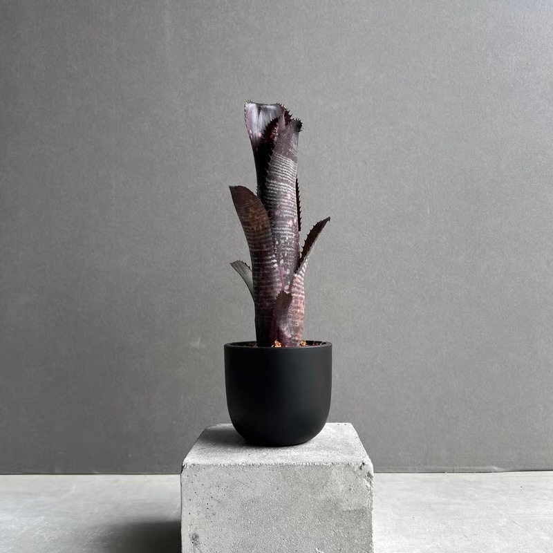 ビルベルギア オビ-ワン Billbergia Obi - Wan タンクブロメリア