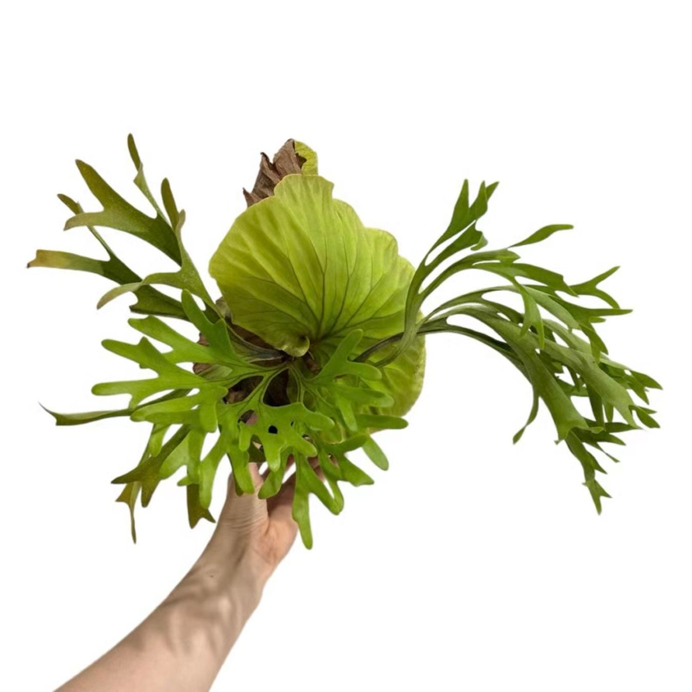 ビカクシダ キッチャクード 細葉 Platycerium Mt. Kitshakood Thin