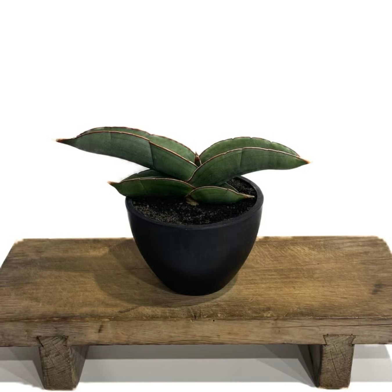 サンセベリア エーレンベルギー バナナ Sansevieria ehrenbergii