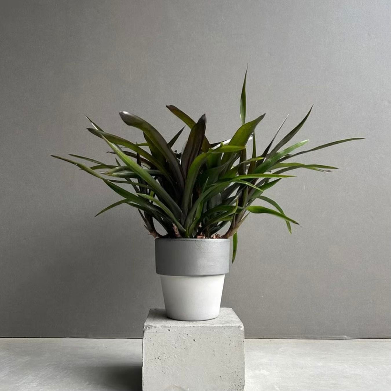 ネオレゲリア ディアブロ ネグロ + DARK SILVER Pot Neoregelia Diablo
