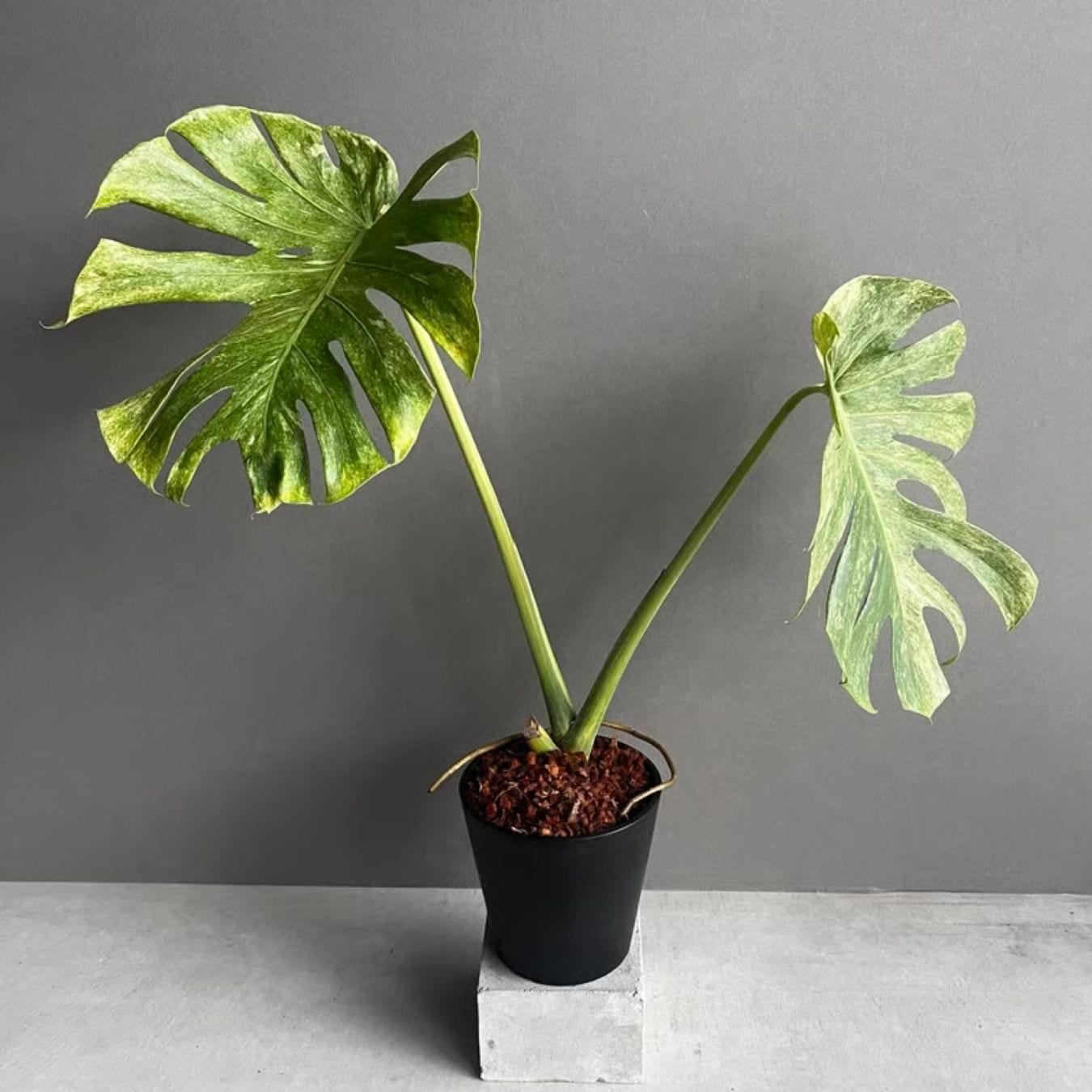 ア*ル様 モンステラ プラチナム Monstera deliciosa plat モンステラ プラチナム Monstera deliciosa var platinum アロイド