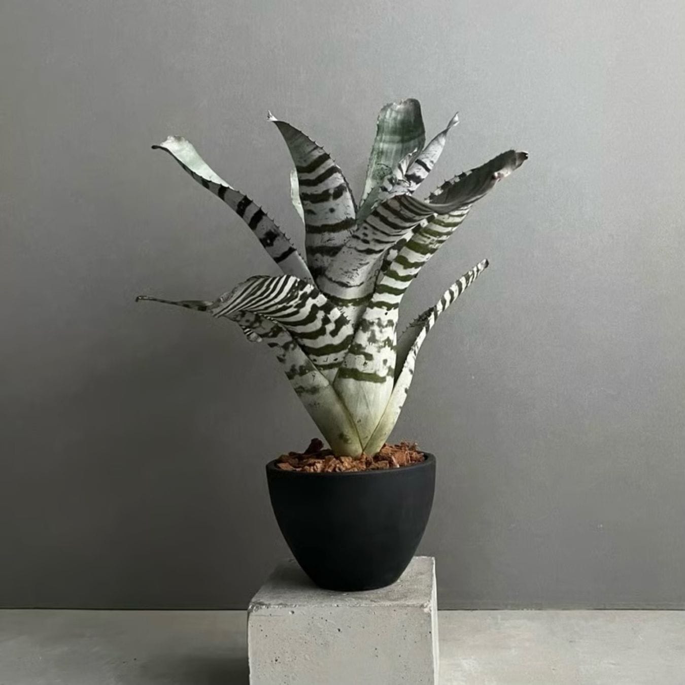 エクメア チャンティニー ブラック セレクト Aechmea chantinii Black