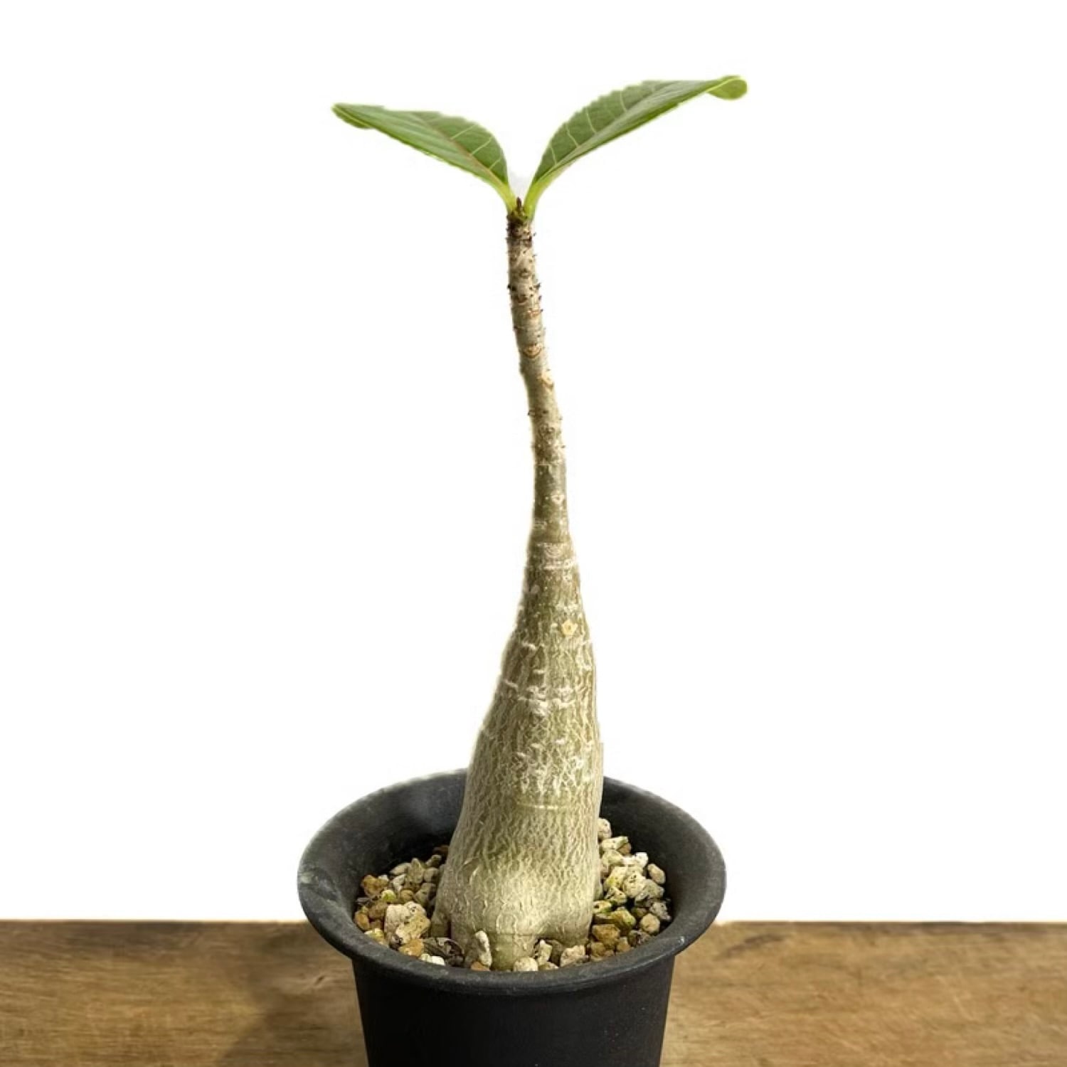 アデニウム アデニウム ドファレンセ Adenium dhofarense アデニウム 塊根植物