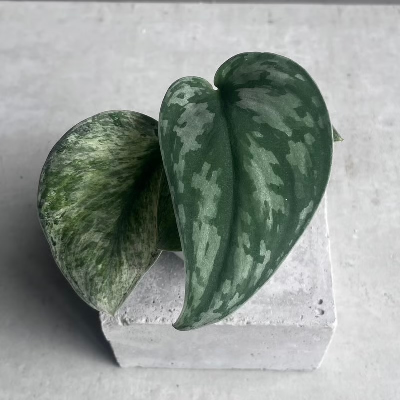 スキンダプサス エキゾチカ ホログラム Scindapsus exotica hologram