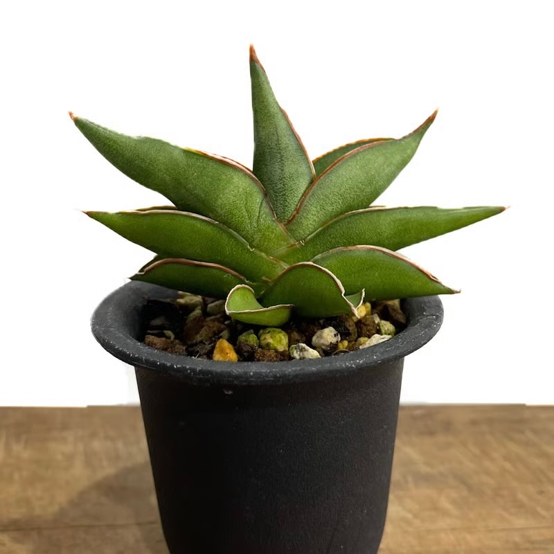 サンセベリア(サンスベリア) サワディー Sansevieria Sawasdee