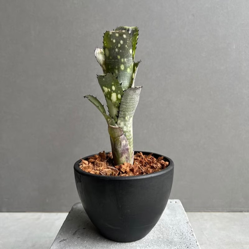 ビルベルギア カハカイ Billbergia Kahakai タンクブロメリア