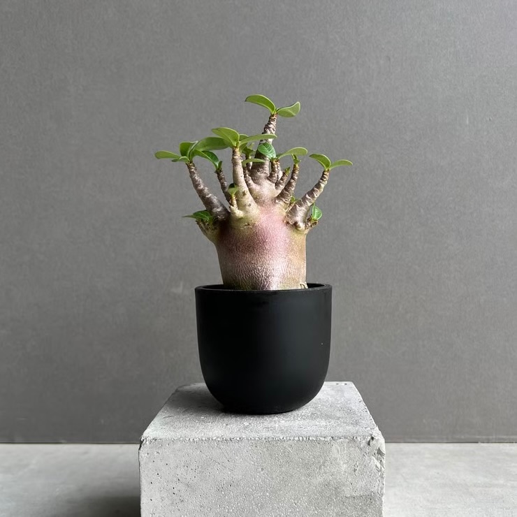 アデニウム アラビカム スーパー ドワーフ “レッド” Adenium arabicum