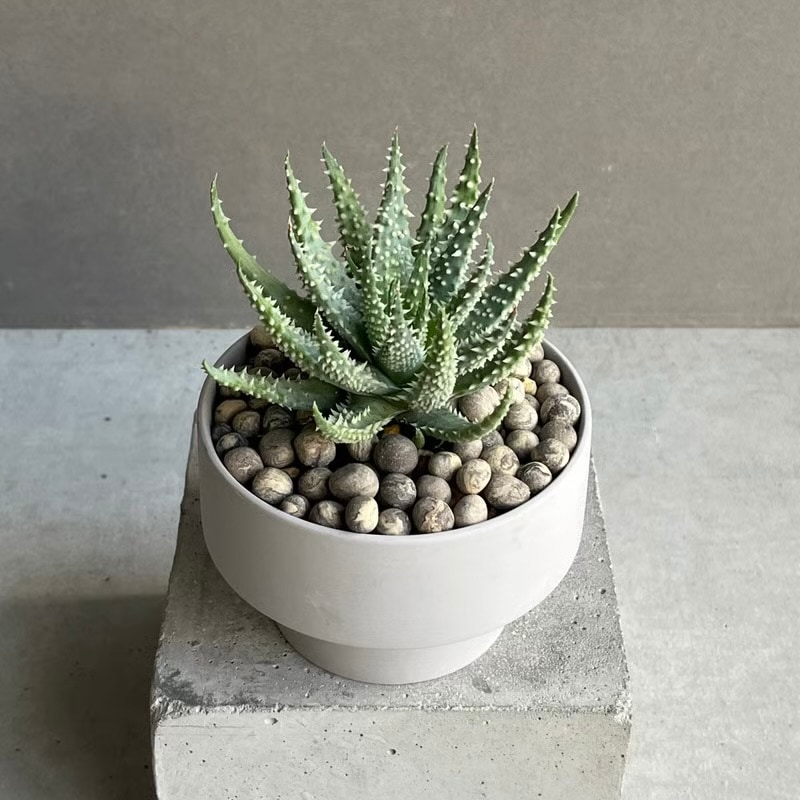 アロエ フミリス+ Sanna Low Pot Aloe humilis アロエ 多肉植物 松竹園