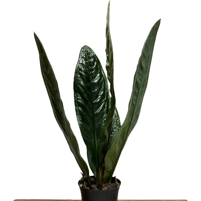 アンスリウム スパーバム Anthurium superbum アロイド 観葉植物 松竹