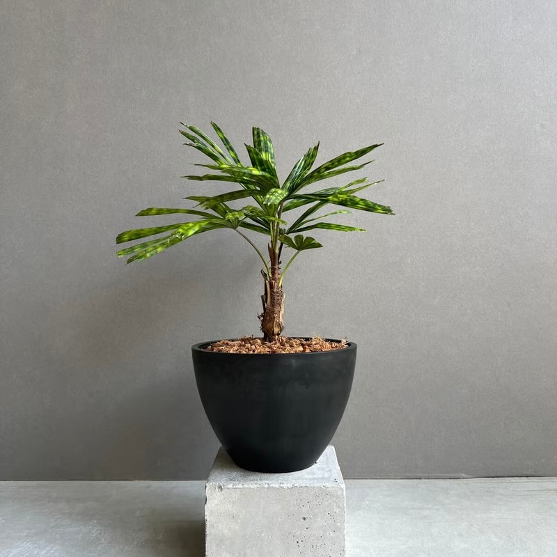 リクアラ マッタネンシス マプ Licuala mattanensis 'Mapu' 観葉植物