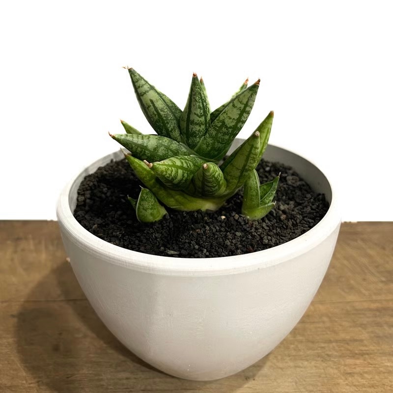 サンセベリア(サンスベリア) ミン マニー Sansevieria Ming Manee by