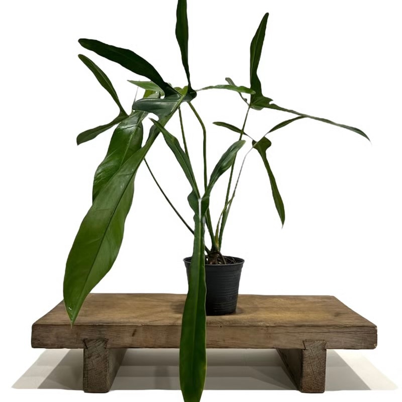 フィロデンドロン ロンギロバトム 'レラノ ミヤノ' Philodendron