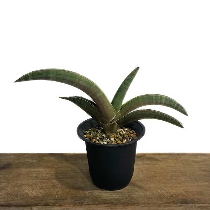 サンスベリア　プフィステリー　② サンセベリア プフィステリー Sansevieria pfisterii サンセベリア