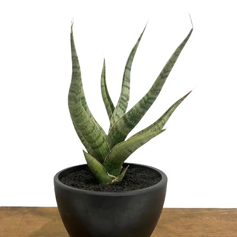 サンセベリア(サンスベリア) アポロ Sansevieria Apollo (from