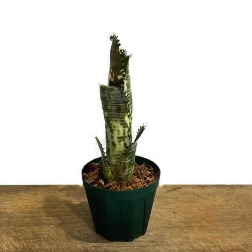 ビルベルギア ドミンゴス マーティンス Billbergia Domingos Martins