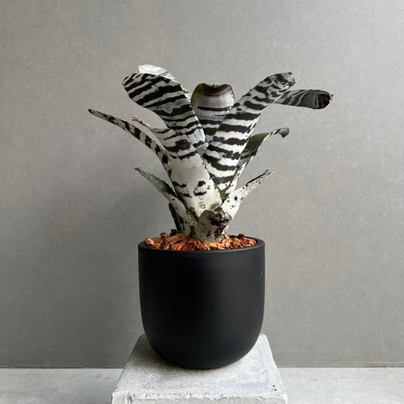 エクメア チャンティニー ブラック アイス Aechmea chantinii Black