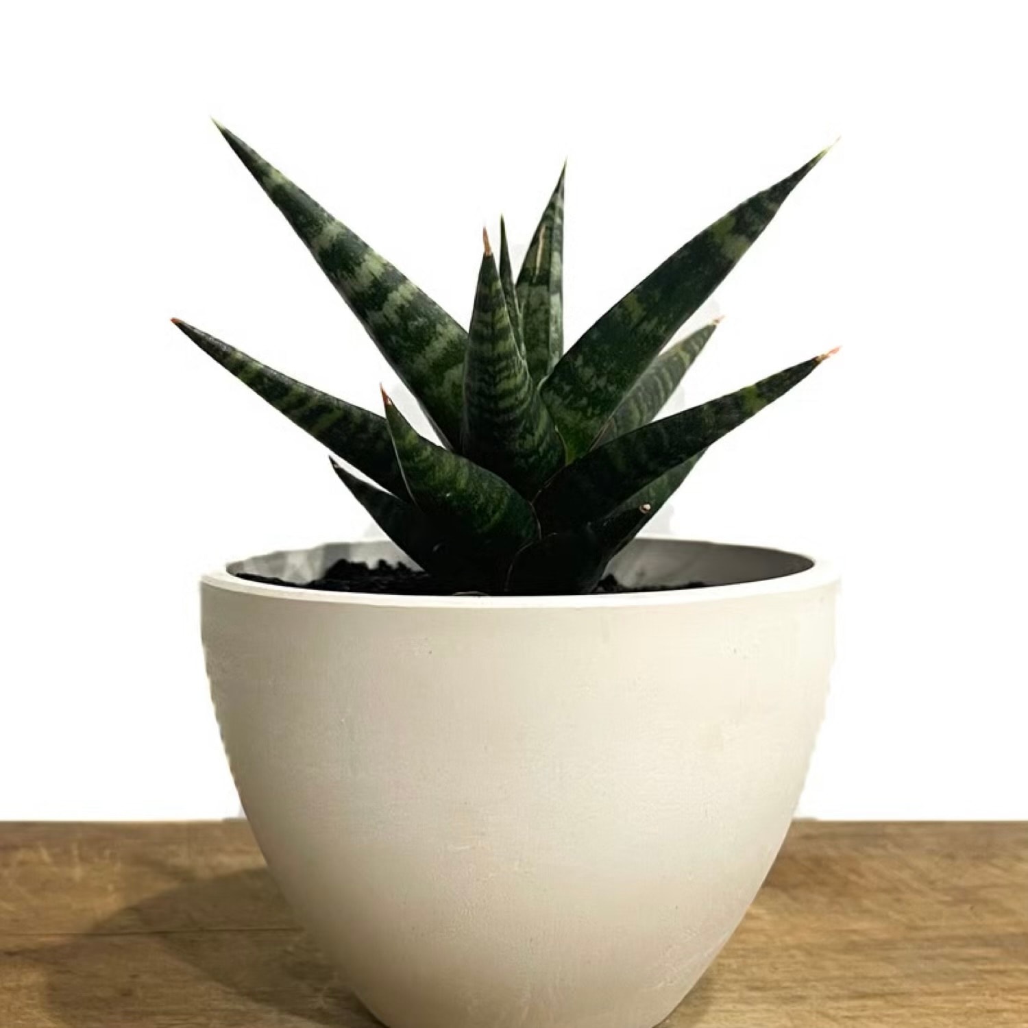 サンセベリア(サンスベリア) ブラック ダイヤモンド Sansevieria Black