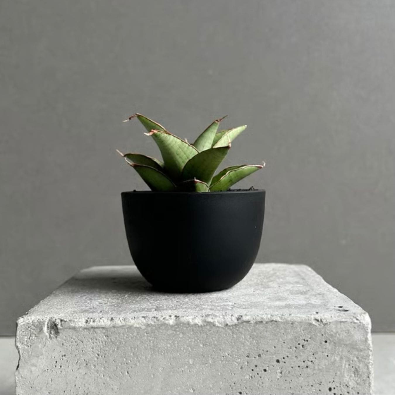 サンセベリア(サンスベリア) ノック ユン Sansevieria Nok Yung