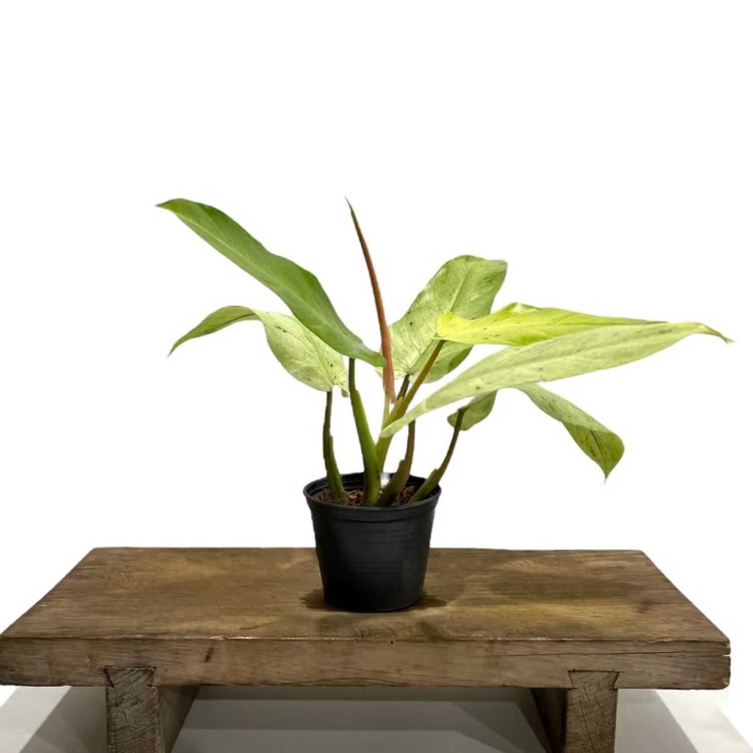 フィロデンドロン ホイップル ウェイ Philodendron whipple way