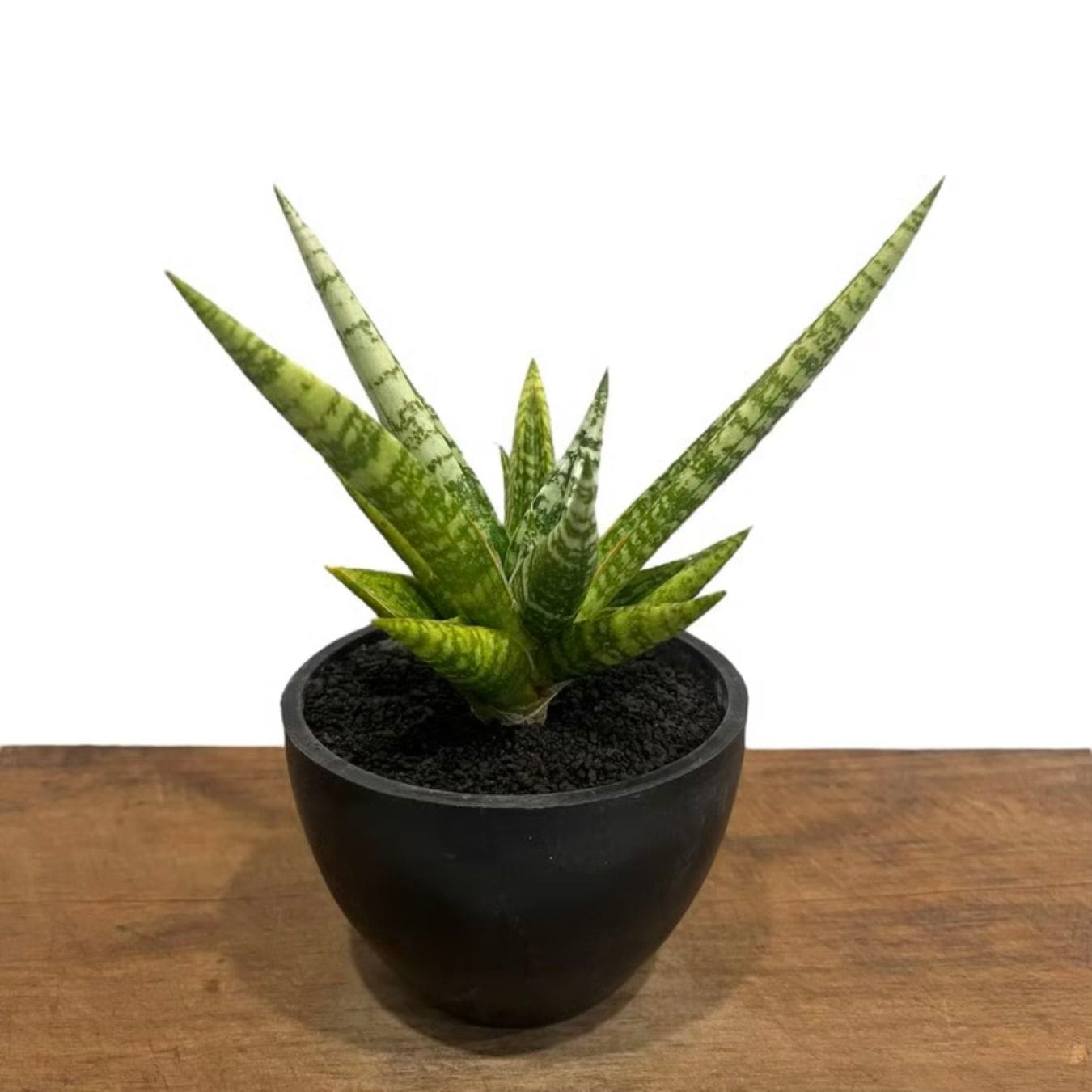 サンセベリア　ゼブラ サンセベリア ゼブラ Sansevieria Zebra (by Unyamanee Garden