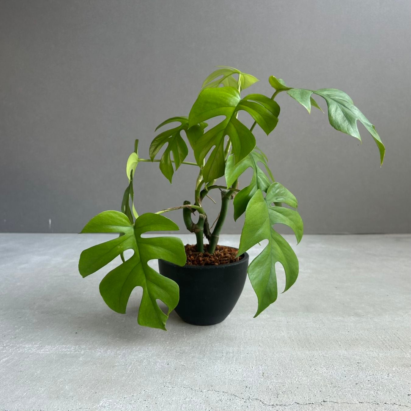 観葉植物通販 珍しい植物 レアプランツ販売 SHOUCHIKU-EN