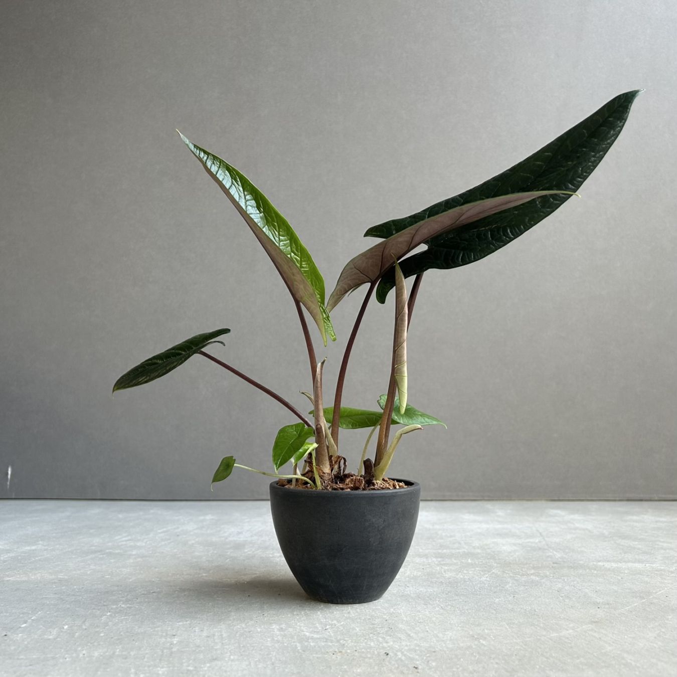 フィロデンドロン ロンギロバトム 'レラノ ミヤノ' Philodendron