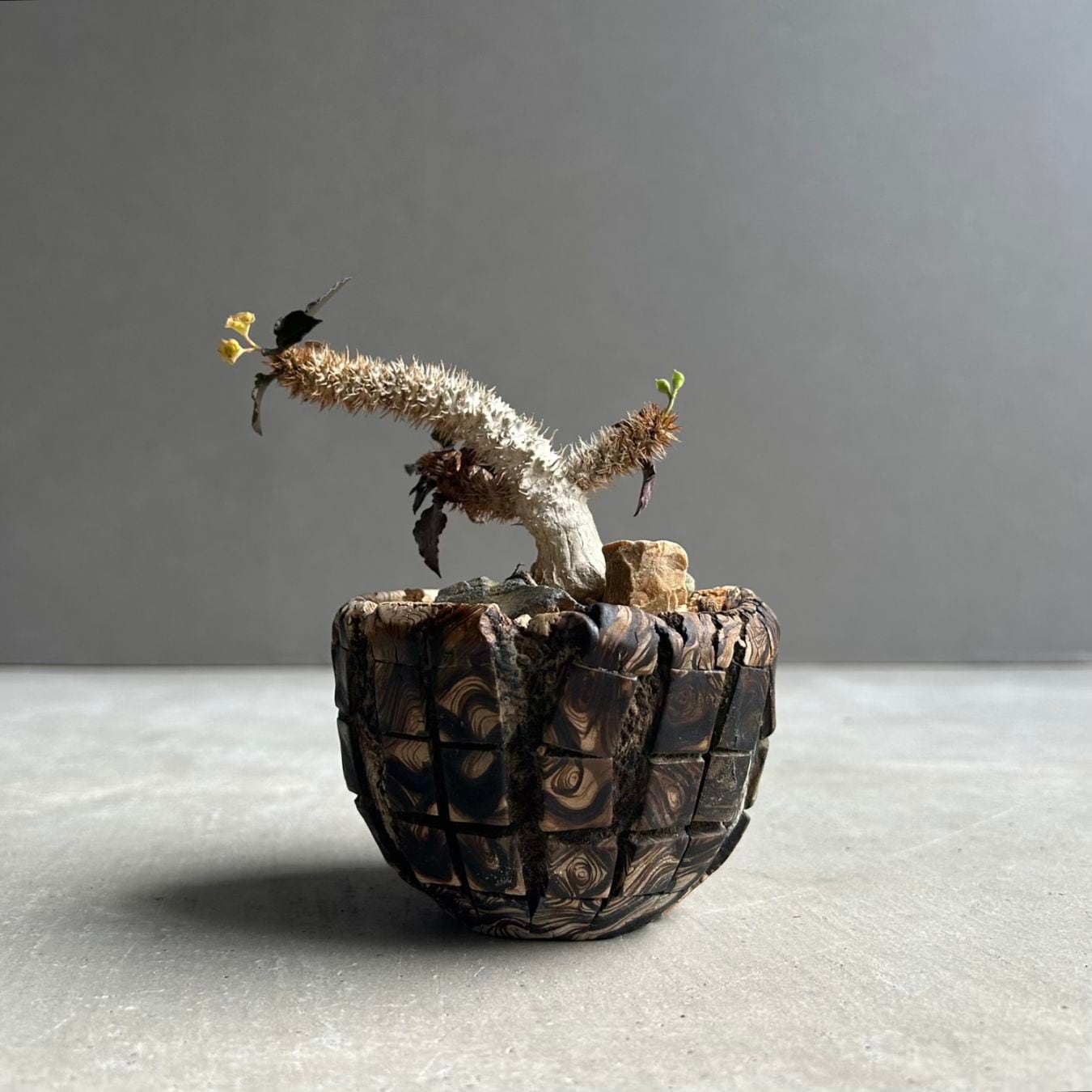 ユーフォルビア フランコイシー 