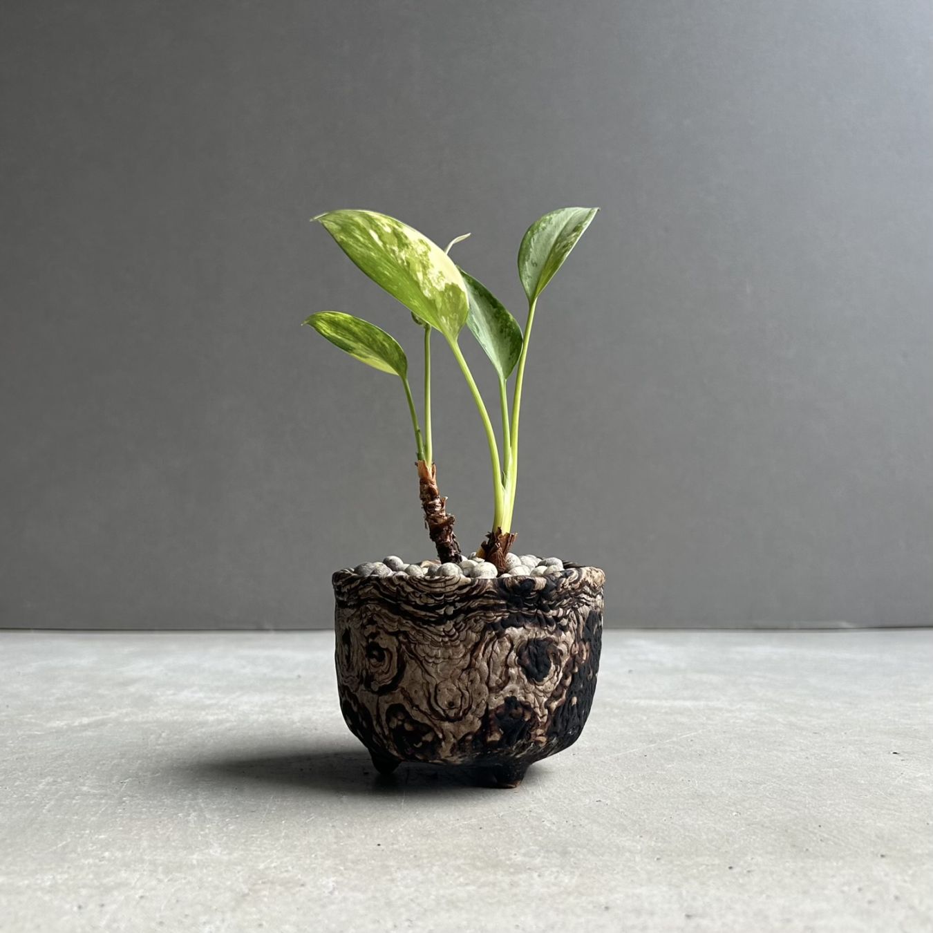 アグラオネマ ピクタム トリカラー Aglaonema pictum tricolor｜迷彩柄