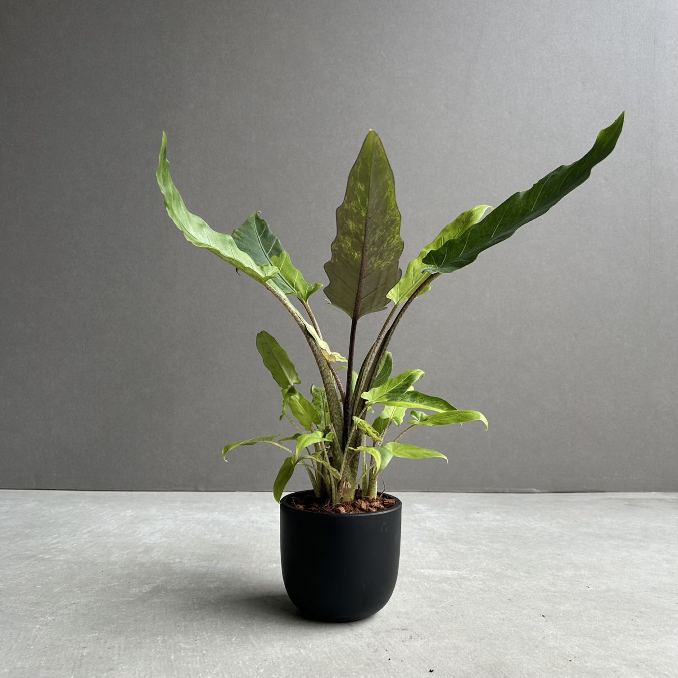 Billbergia Waxing Gibbous｜ビルベルギアの一株｜SHOUCHIKU-EN