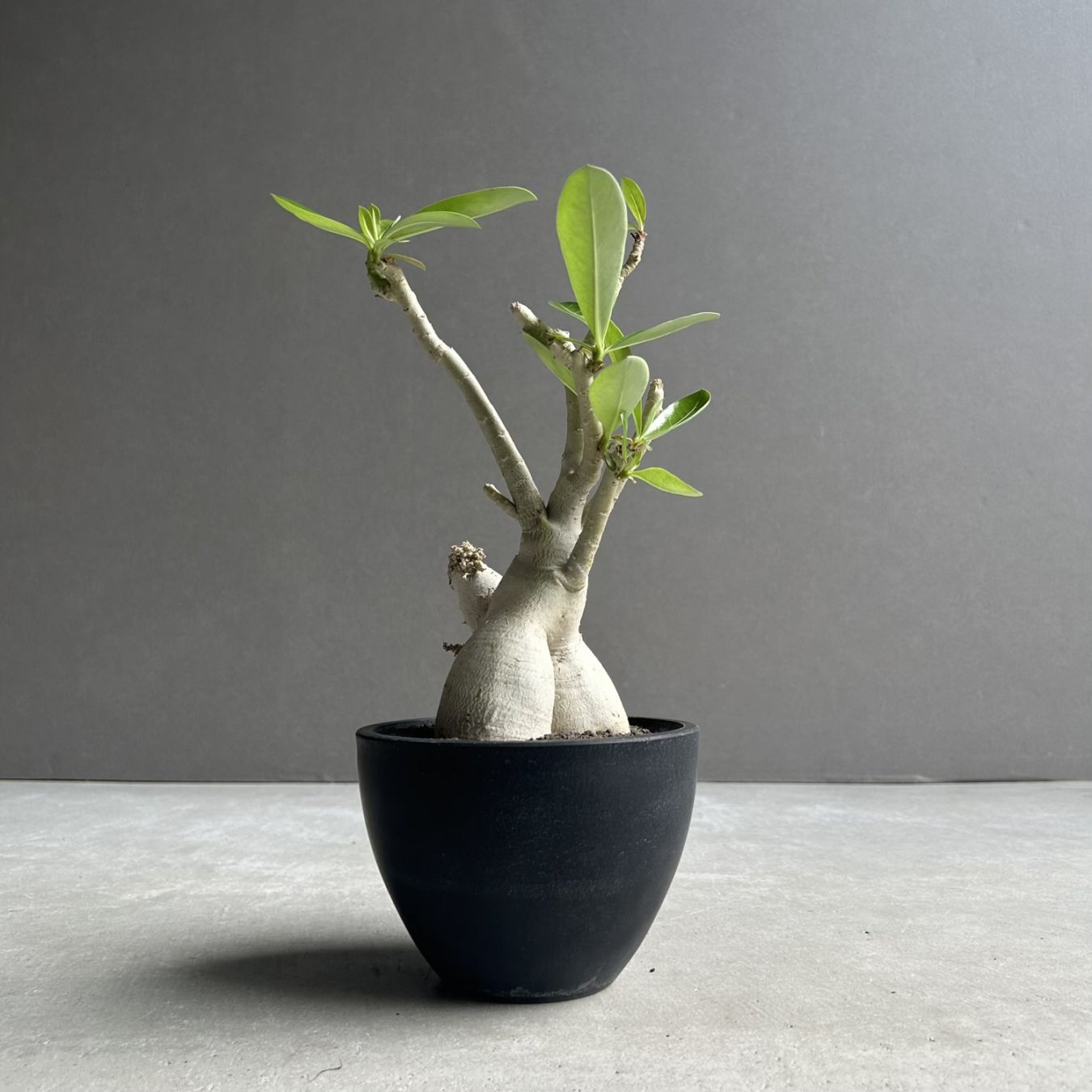 F762 Adenium obesum アデニウム・オベスム特選実生50株同梱 アデニウム オベスム 選抜個体｜Adenium obesum 塊根植物 コーデックス