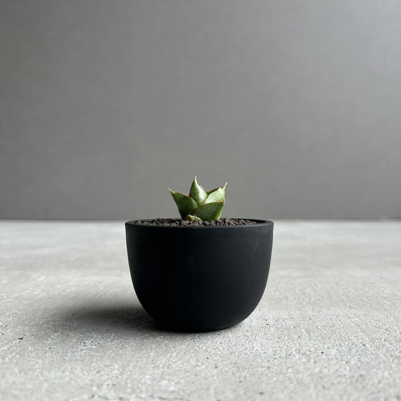 サンセベリア(サンスベリア) サンラック｜Sansevieria San Luk｜アンヤ