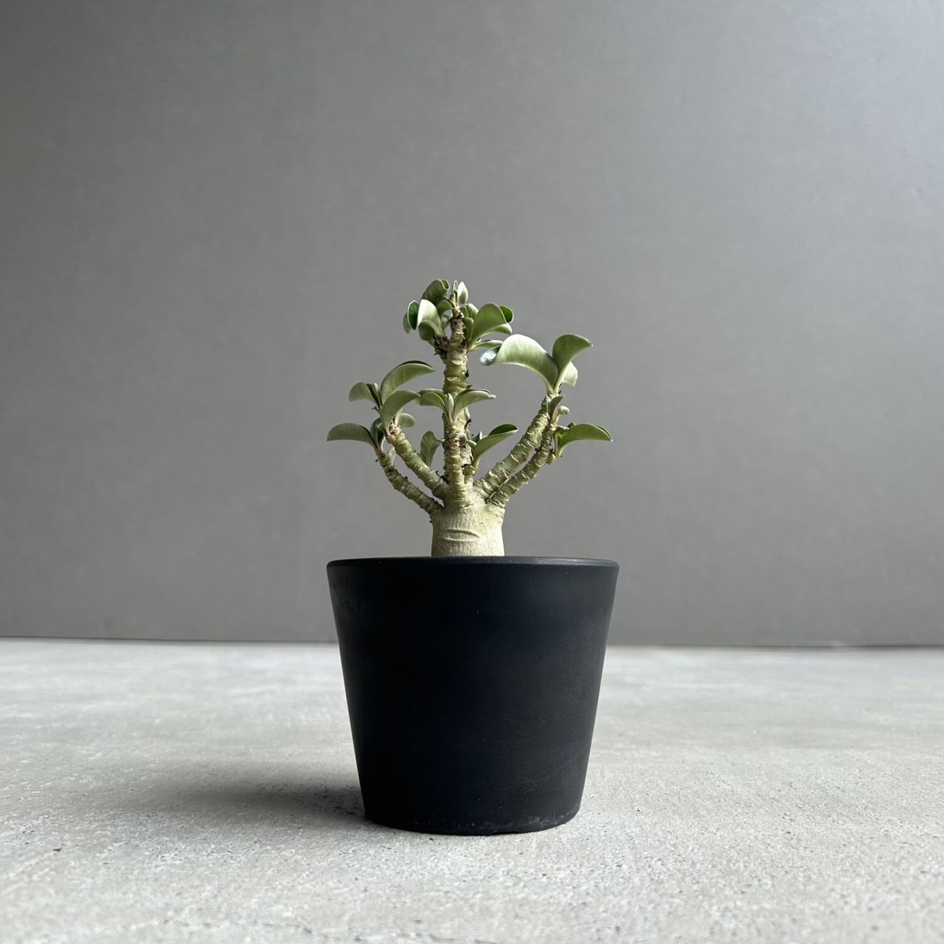 塊根植物(コーデックス)通販｜希少種｜松竹園