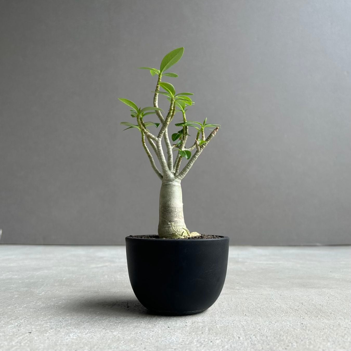 塊根植物(コーデックス)通販｜希少種｜松竹園