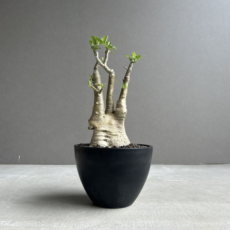 アデニウムの魅力と品種ガイド｜塊根植物コーデックス｜PLANT JOURNAL