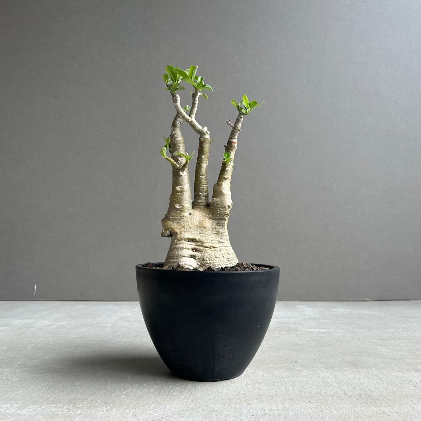 コーデックス（塊根植物）通販・販売｜アデニウム・ドルステニア