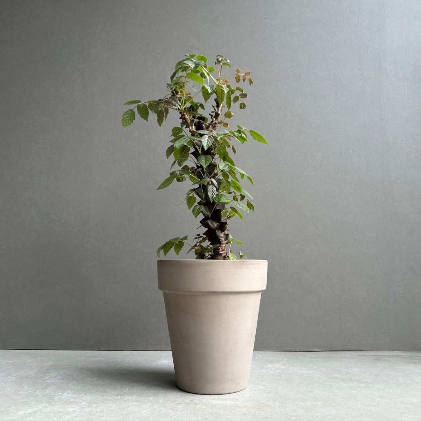 コーデックス（塊根植物）通販・販売｜アデニウム・ドルステニア