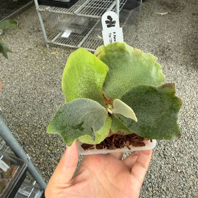 観葉植物通販 珍しい植物 レアプランツ販売 SHOUCHIKU-EN