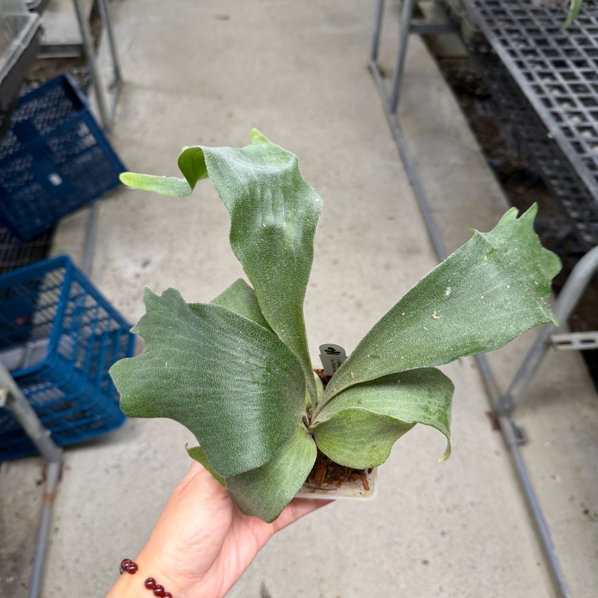 観葉植物通販 珍しい植物 レアプランツ販売 SHOUCHIKU-EN