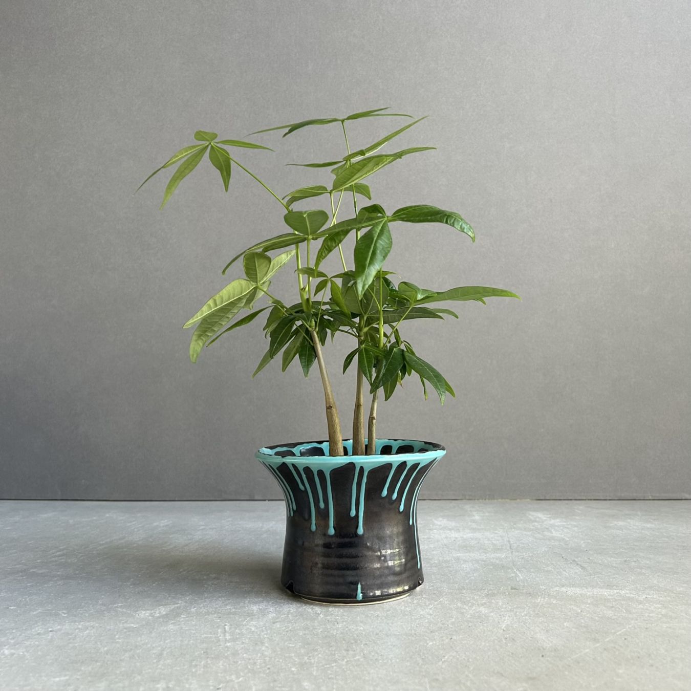 観葉植物通販 珍しい植物 レアプランツ販売 SHOUCHIKU-EN