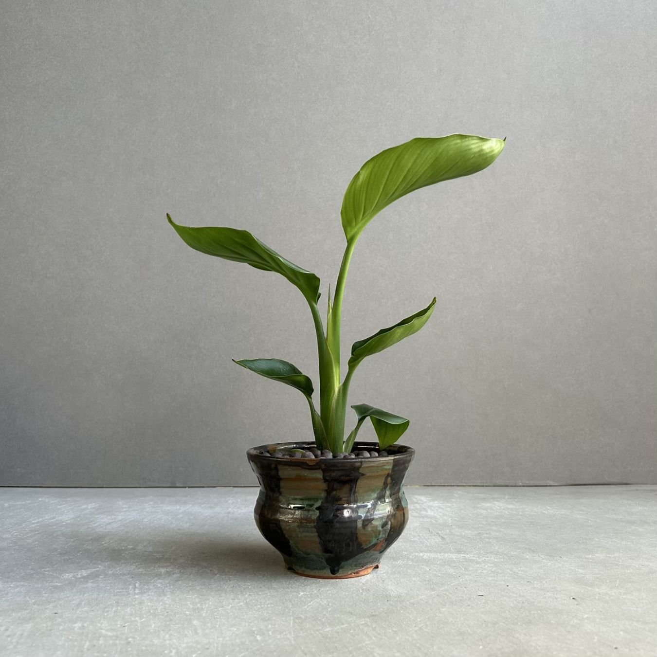 植木鉢通販｜陶器鉢・作家鉢・植物を引き立てる鉢コレクション｜松竹園