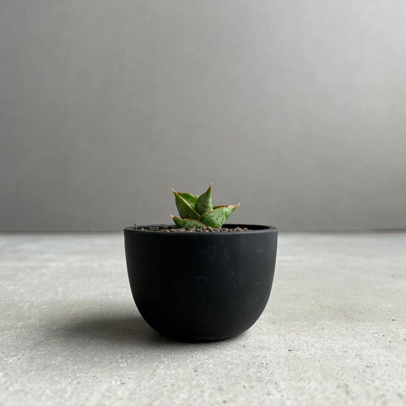 サンセベリア(サンスベリア) サン ラック｜日本ではまだ僅かな希少