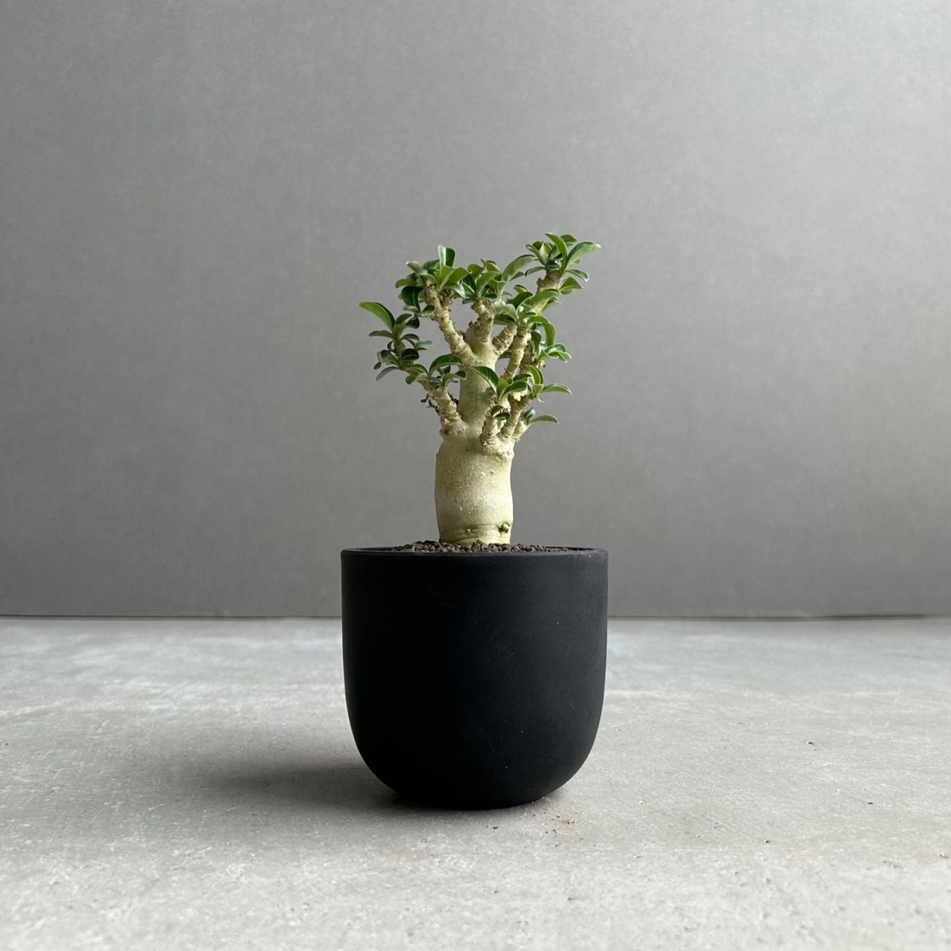 アデニウム アラビカム スーパードワーフ ブラック Adenium arabicum