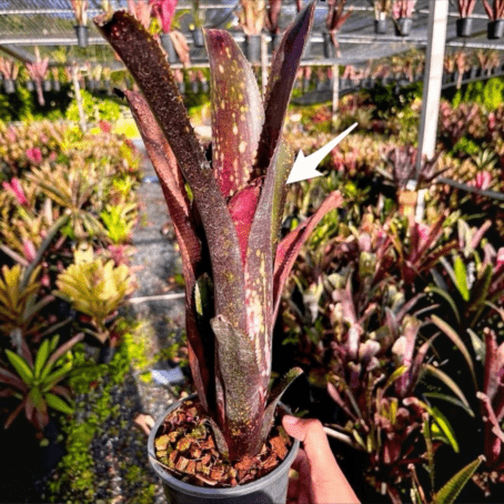 Billbergia Obi-Wan｜ビルベルギアの一株｜SHOUCHIKU-EN