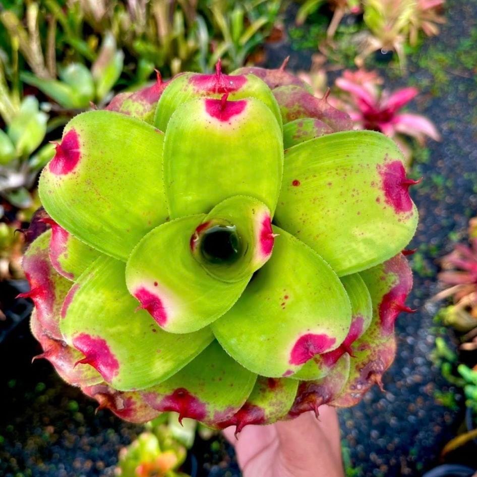 予約販売植物｜海外セレクト植物・希少植物の予約販売｜松竹園