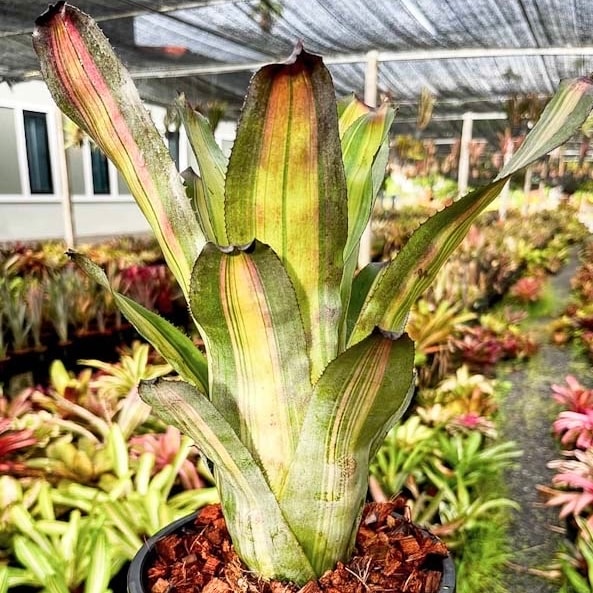 Billbergia Celtic Prince 子株付き Billbergia Celtic Prince 子株付き Sunny Gardenpv のタンク