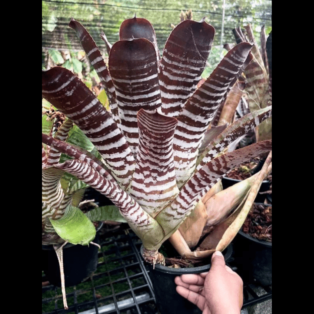 ブロメリア・エアープランツ Aechmea Black Ebony Aechmea Black Ebony