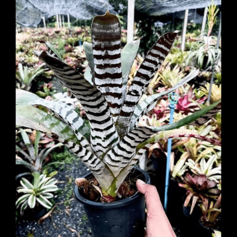 タンクブロメリア 予約販売 レアプランツ SHOUCHIKU-EN