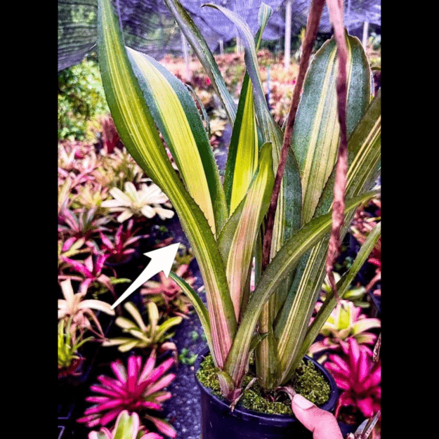 Billbergia Celtic Prince 子株付き Billbergia Windii variegated｜ビルベルギアの一株｜SHOUCHIKU-EN